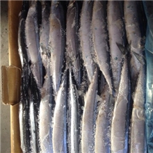 现货秋刀鱼批发烧烤必备6条约800G冷冻水产品