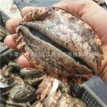 大量供应活鲍鱼速冻鲍鱼福建鲍鱼养殖福建海鲜公司鲍鱼平潭
