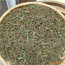 供应铁观音茶梗茶枝铁观音原产地厂家直销