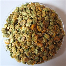 欧盾特制花草茶2013有机菊花茶野生特级菊胎菊王头采包邮