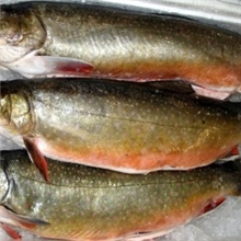 供挪威冰鲜三文鱼冷冻三文鱼大西洋鲑鱼