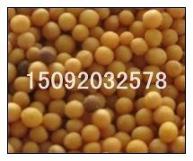 青岛厂家供应黄芥末籽，芥末子，粒