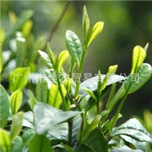 绿茶香精食用香精甜味香精