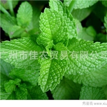 薄荷香精食用香精甜味香精