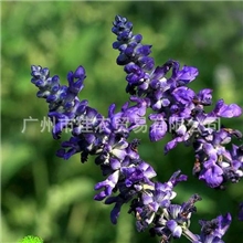 薰衣草香精食用香精甜味香精