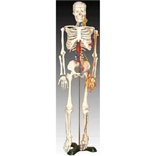 供应带心脏与血管模型85CM人体骨骼模型，定做各种模型可印品牌