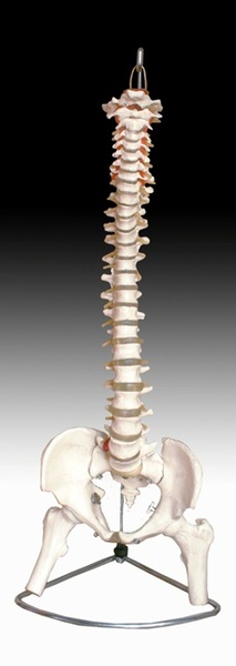 85CM正常大脊椎模型医疗训练教学护理急救，定做各种模型