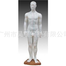 HC-518男性人体针灸模型60CMPVC材质显示经络穴位