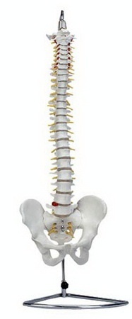 人体脊椎，骨盆，关节骨骼模型教学,定做各种模型，因LOGO