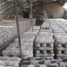 供应食用菌袋菇袋塑料袋食用菌菌袋香菇包装袋食用菌菌种袋