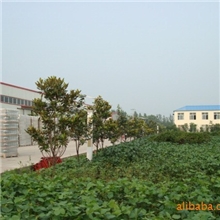 玻璃制品公司狗粮玻璃瓶辣椒粉玻璃瓶