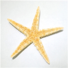 批发海星贝壳工艺品海洋装饰品小五角海星5-8cm
