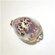 批发供应雕刻海螺十二生肖刻字贝壳欢迎来样定做生肖海螺贝壳