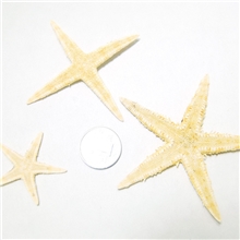 批发海星贝壳工艺品海洋装饰品小五角海星艾克斯贝壳最低价