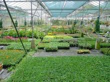 【专业品质】品质优越钱勇伟大棚管