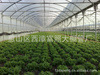 温室大棚！大棚，养殖大棚，温室大棚，蔬菜大棚，温室