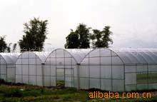 供应镀锌温室大棚、带钢管温室大棚、薄膜大棚