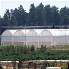 供应8米/7米/6米宽经济实用蔬菜种植连体温室大棚