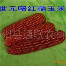 彩色糯玉米杂交新品种技术转让