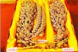 特供：张杂系列谷子新品种