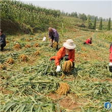 谷子掐穗整秆收获机