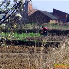 供应各种型号高质量出口锄头(图)