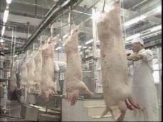 屠宰设备：精品热卖生猪白条自动线(图)