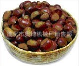 供应纯正313栗子全国供应【图】