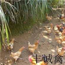 厂家供应肉质鲜嫩、营养丰富、优质华北柴鸡苗