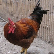 批发快大麻鸡苗