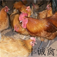 批发肉质鲜嫩农村山林散养土鸡中三黄鸡苗