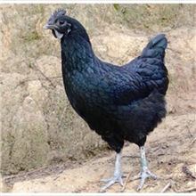 批发营养价值高农村散养优质黑土鸡苗