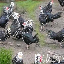 供应优良品种贵妃鸡苗
