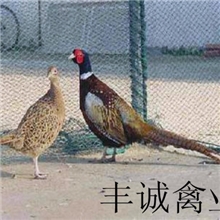 批发管理最简便、抗病力最强、良种七彩山鸡