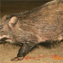 [产家低价供应]抗病率强耐粗饲料纯种野猪种苗