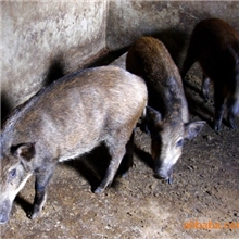低价供应纯种野猪、商品野猪原生态养殖
