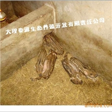 云南大理本地产纯种父本野猪/种猪/仔猪/商品野猪