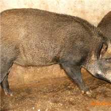 [云南大理本地产]纯种野猪