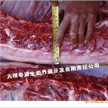 野猪养殖-长年供应纯种野猪种苗