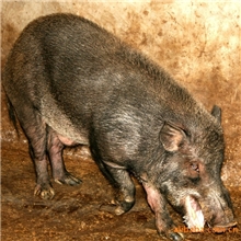 销售云南本地特种野猪，纯种野猪种苗