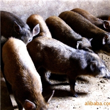 供低销售云南大理本地产纯种野猪，特种野猪仔猪