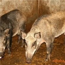 销售云南大理李地100%纯种野猪公猪/相关证照齐全