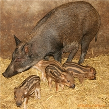 纯种野猪，特种野猪种苗，商品野猪肉量大价更优