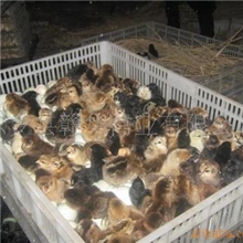 供应优质东乡土鸡苗