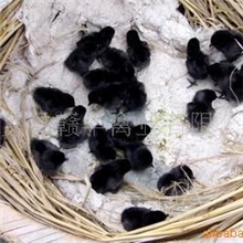 供应东乡赣华禽业有限公司高产系绿壳蛋鸡苗，五黑鸡苗