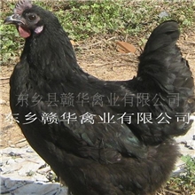 2011年饲养绿壳蛋鸡，五黑一绿蛋鸡投资小回报大