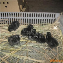 江西鸡苗厂家批发优质鸡苗