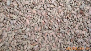 供应土元种（卵）广东广西云南贵州四川重庆江苏江西土元养殖