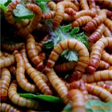 寻芜湖黄粉虫、.蚌埠黄粉虫、淮南黄粉虫养殖户及代理