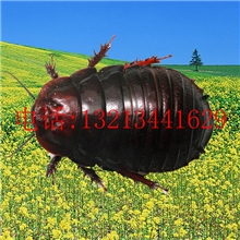 【安阳土元养殖】什么样的土元更值钱